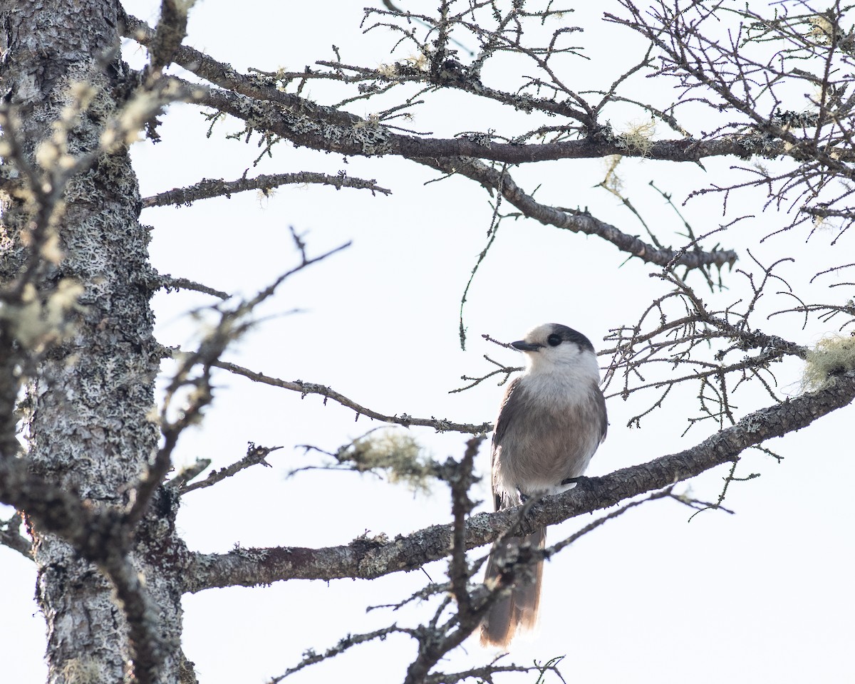 Kanada Kargası - ML633231214