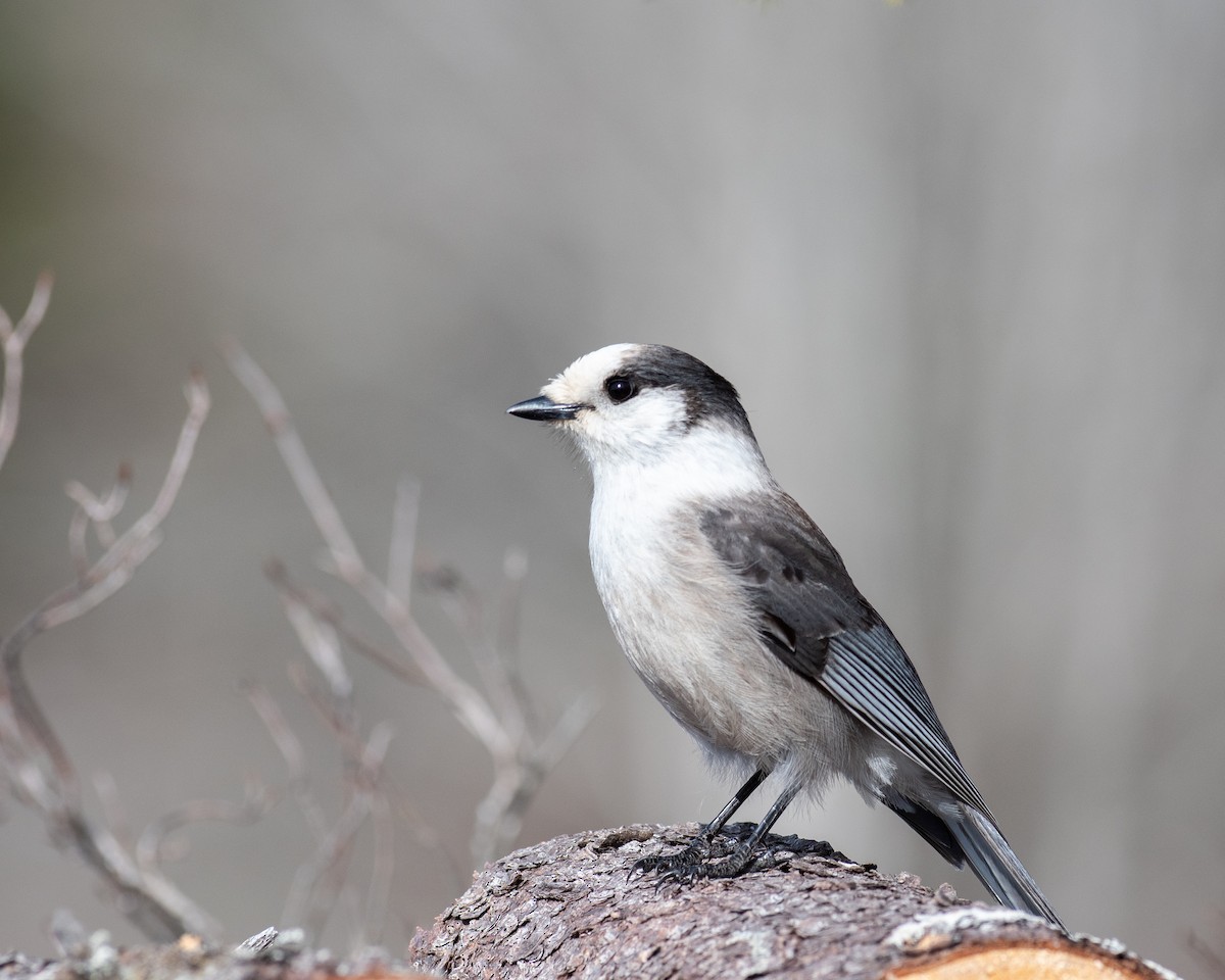 Kanada Kargası - ML633231215