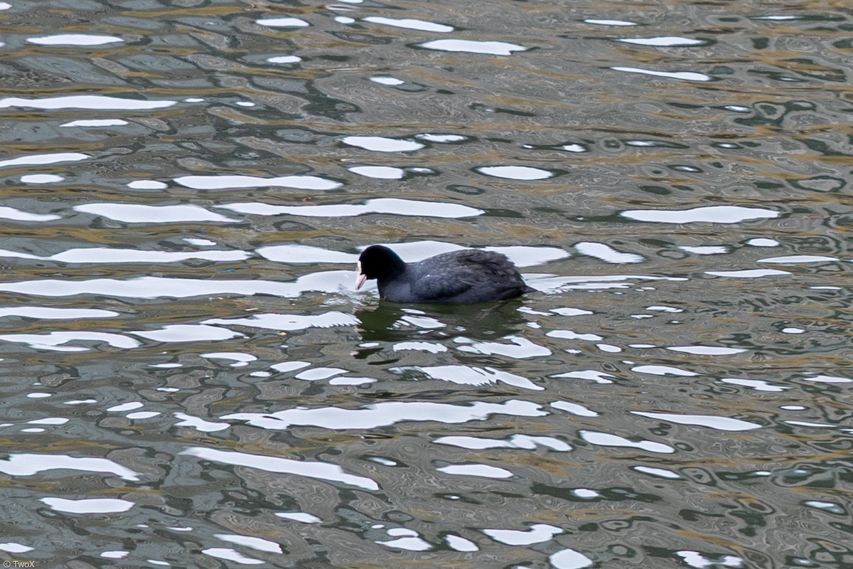 Eurasian Coot - ML633231263