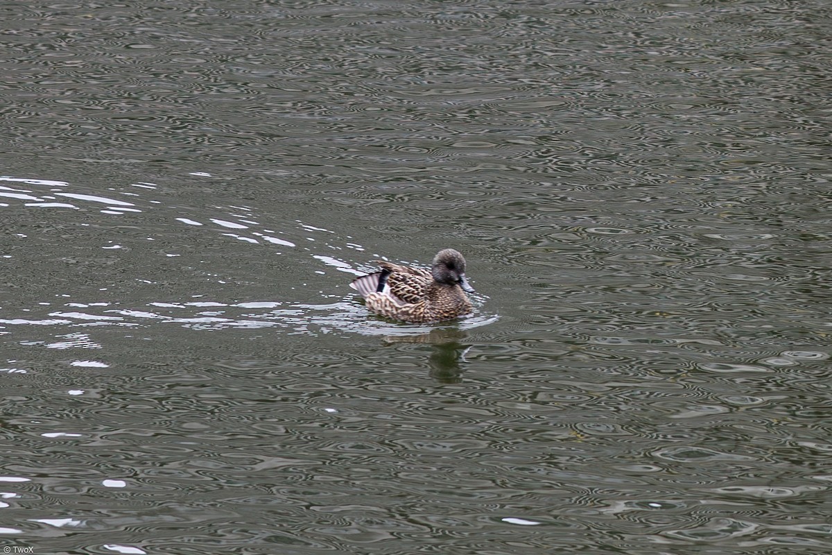 Falcated Duck - ML633231279