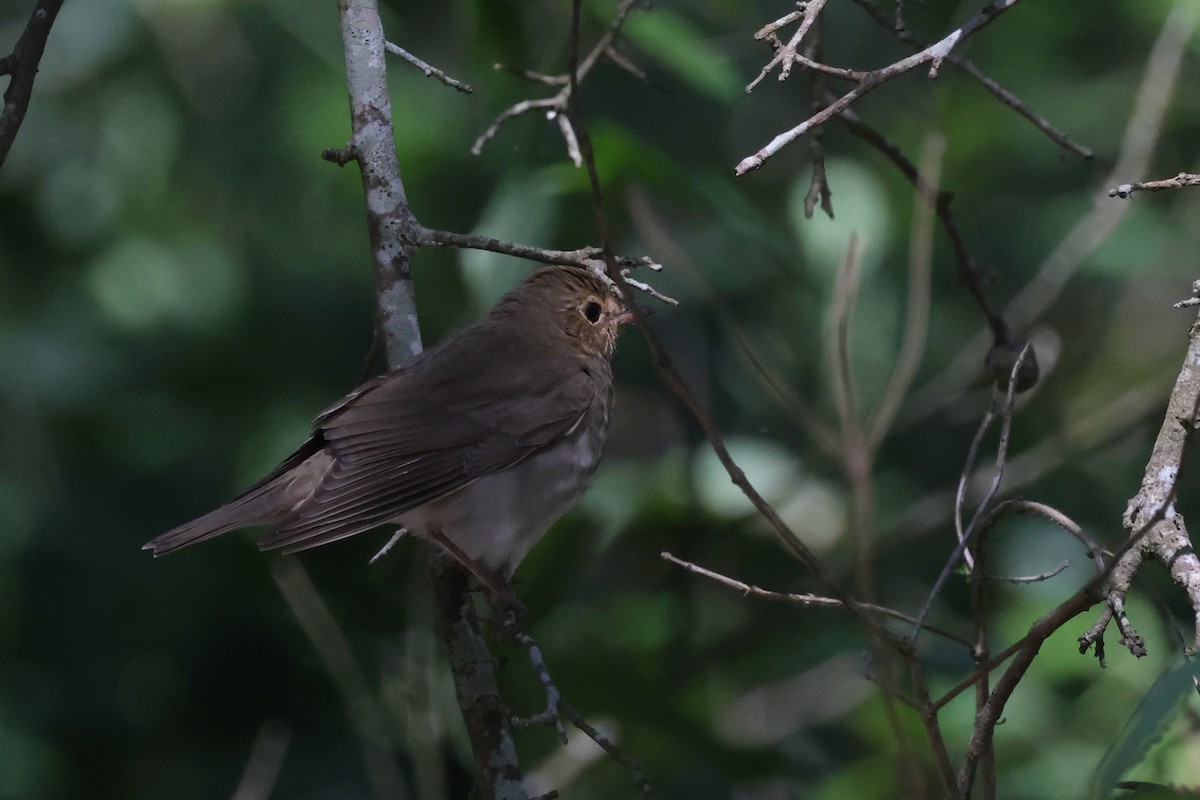 Swainson's Thrush - Tim Lenz