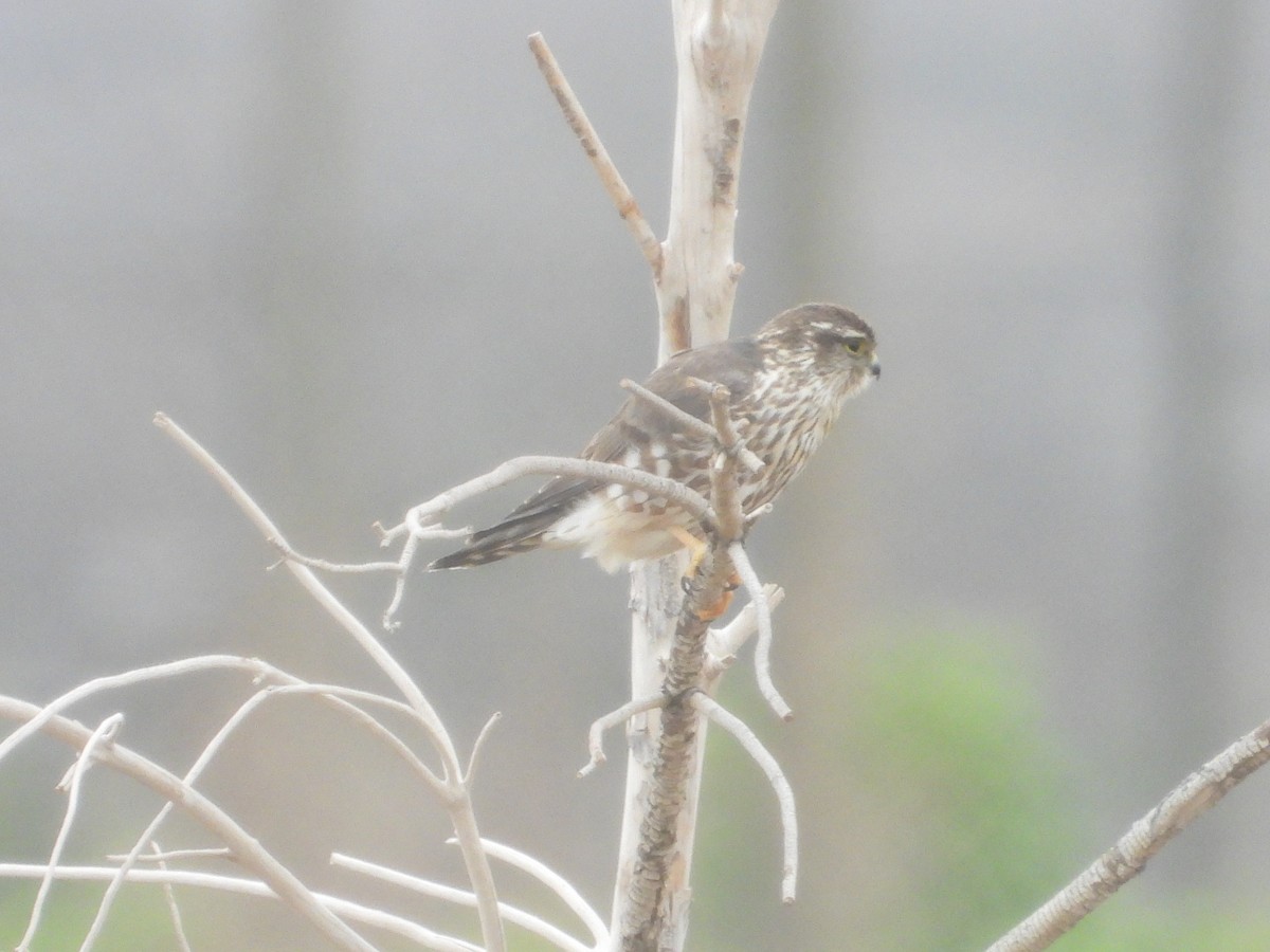 Merlin - ML633231442