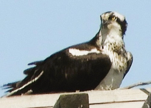 orlovec říční - ML633231483