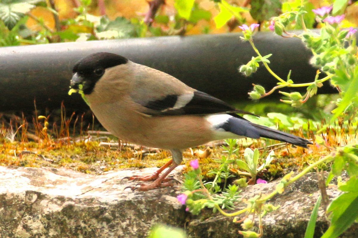 Eurasian Bullfinch - ML633231734