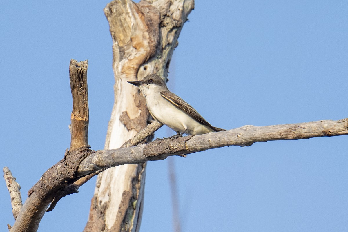 Gray Kingbird - ML633231927