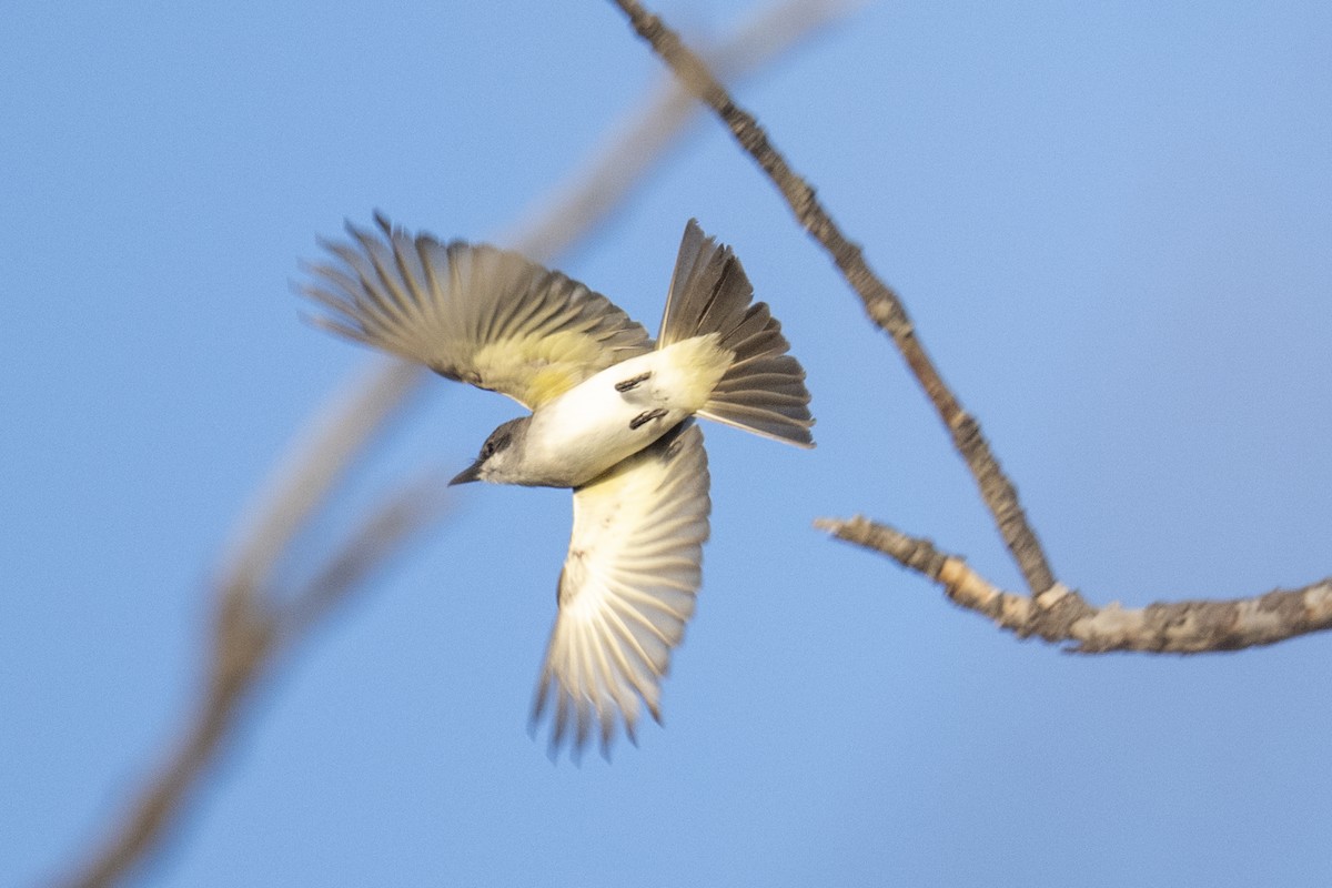 Gray Kingbird - ML633231928