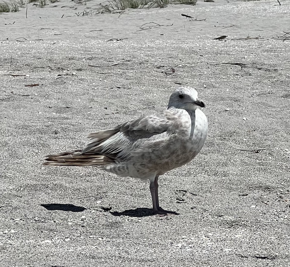 goéland ou mouette sp. - ML633232050
