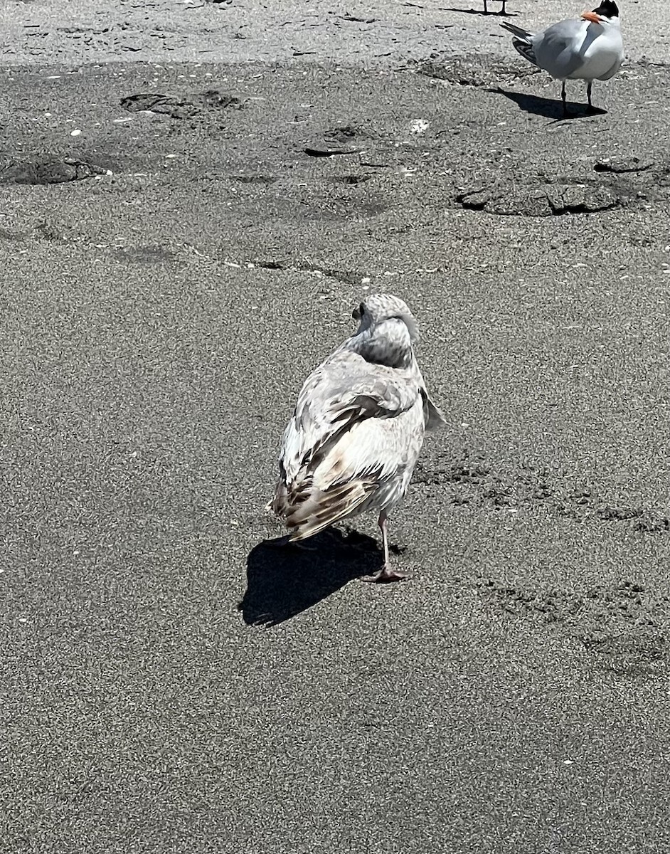 goéland ou mouette sp. - ML633232051