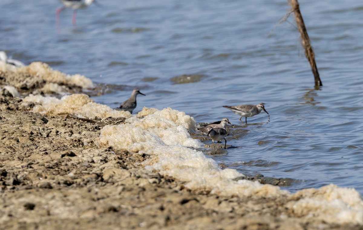 Red Knot - ML633232331