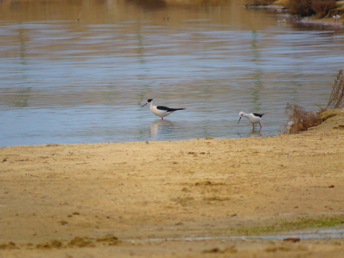 Black-winged Stilt - ML633232472