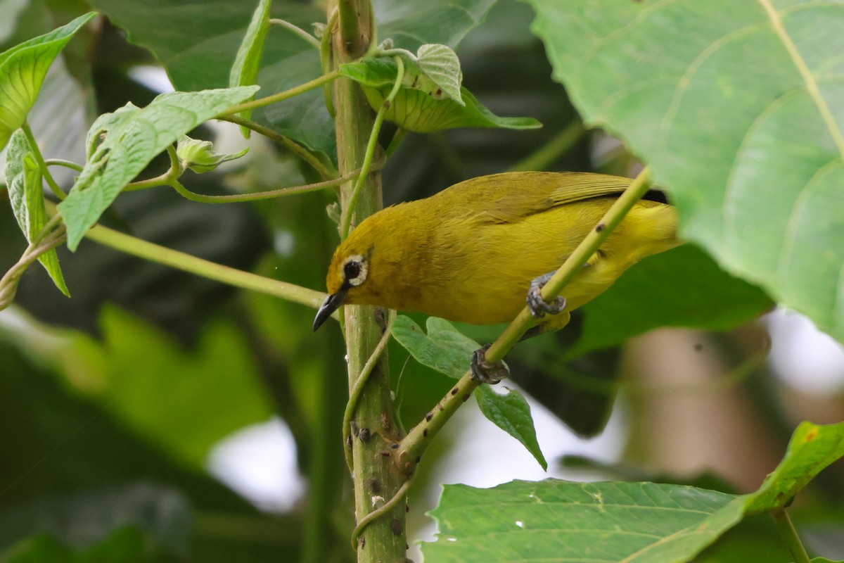 Green White-eye - ML633232474
