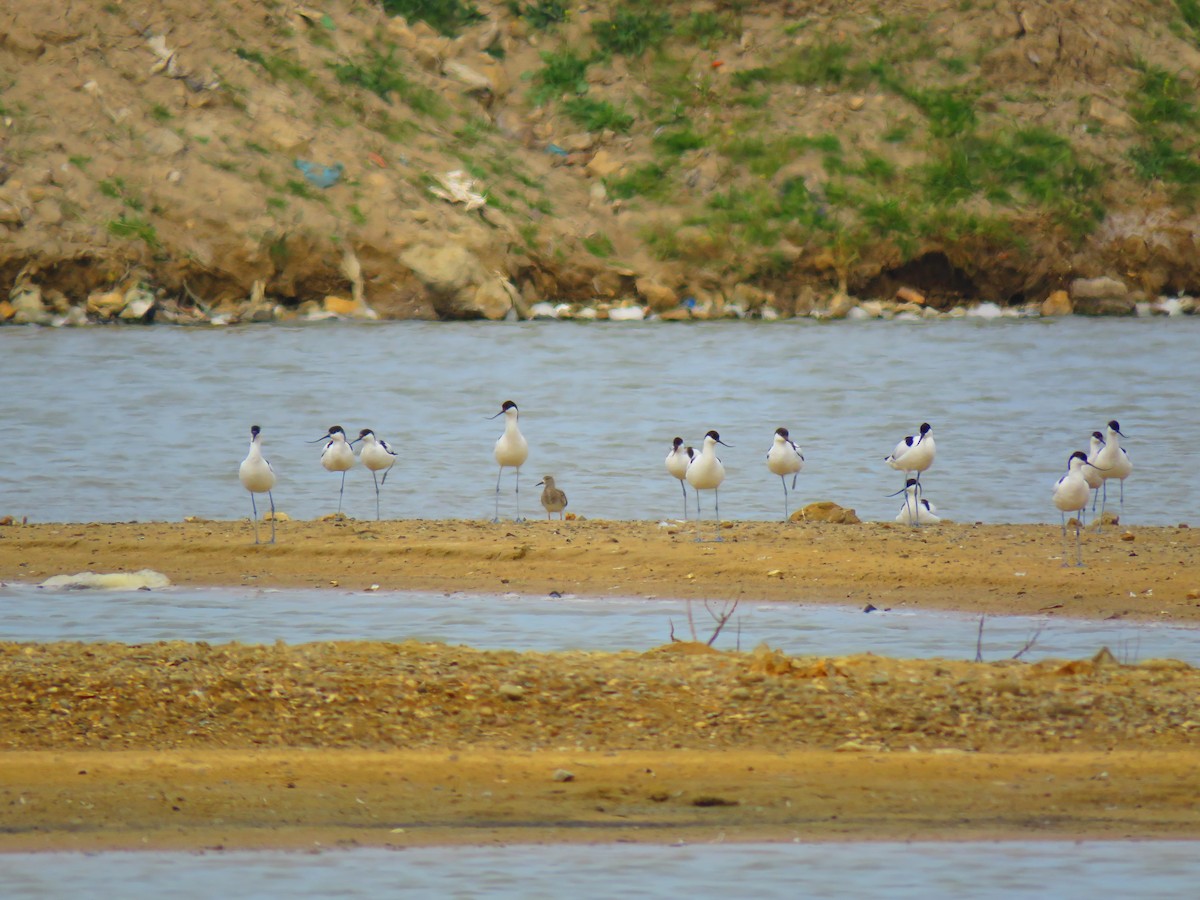 Pied Avocet - ML633232498