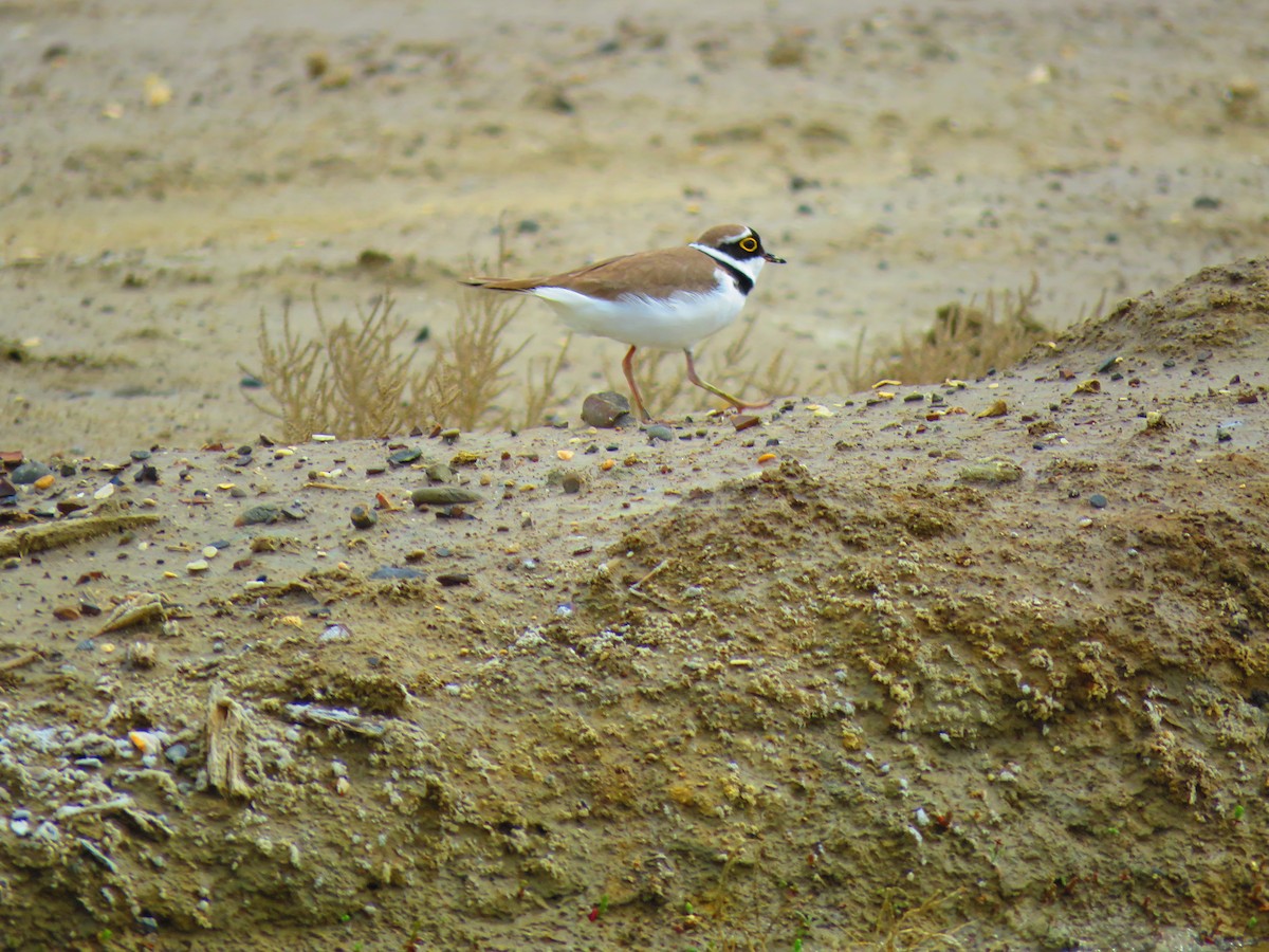 Little Ringed Plover - ML633232528