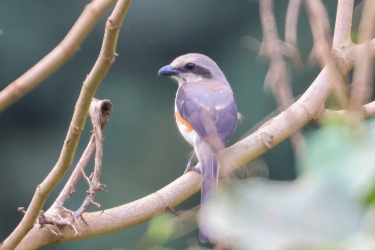 Mackinnon's Shrike - ML633232531