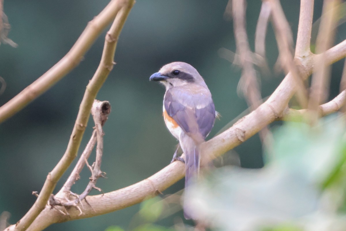 Mackinnon's Shrike - ML633232535