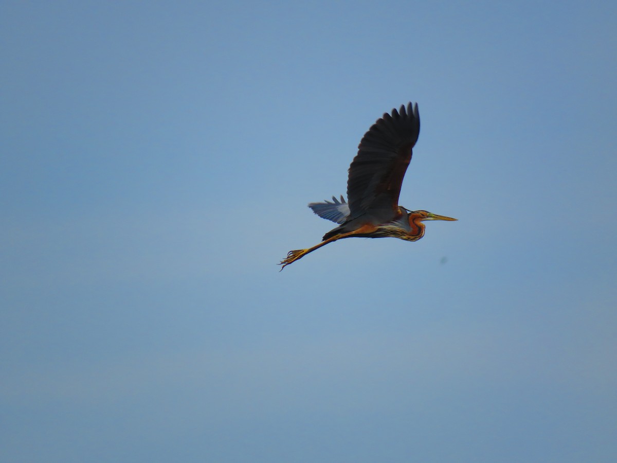 Purple Heron - ML633232697