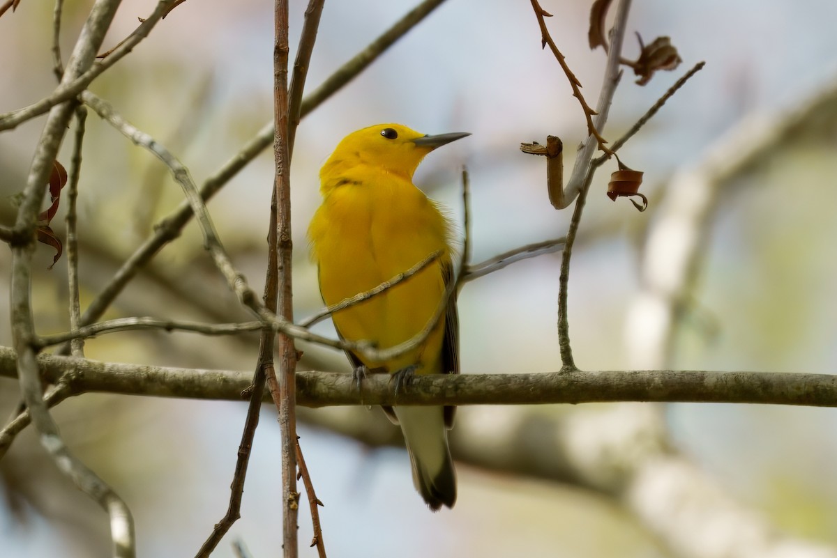 Prothonotary Warbler - ML633232753