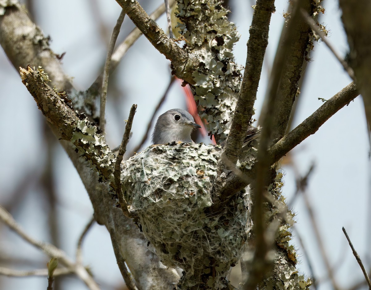 Blue-gray Gnatcatcher - ML633232913