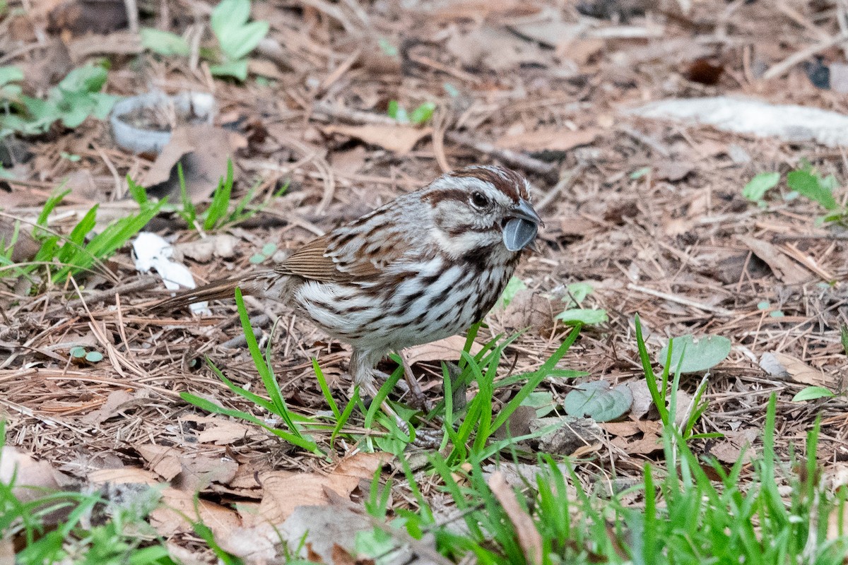 Song Sparrow - ML633233074