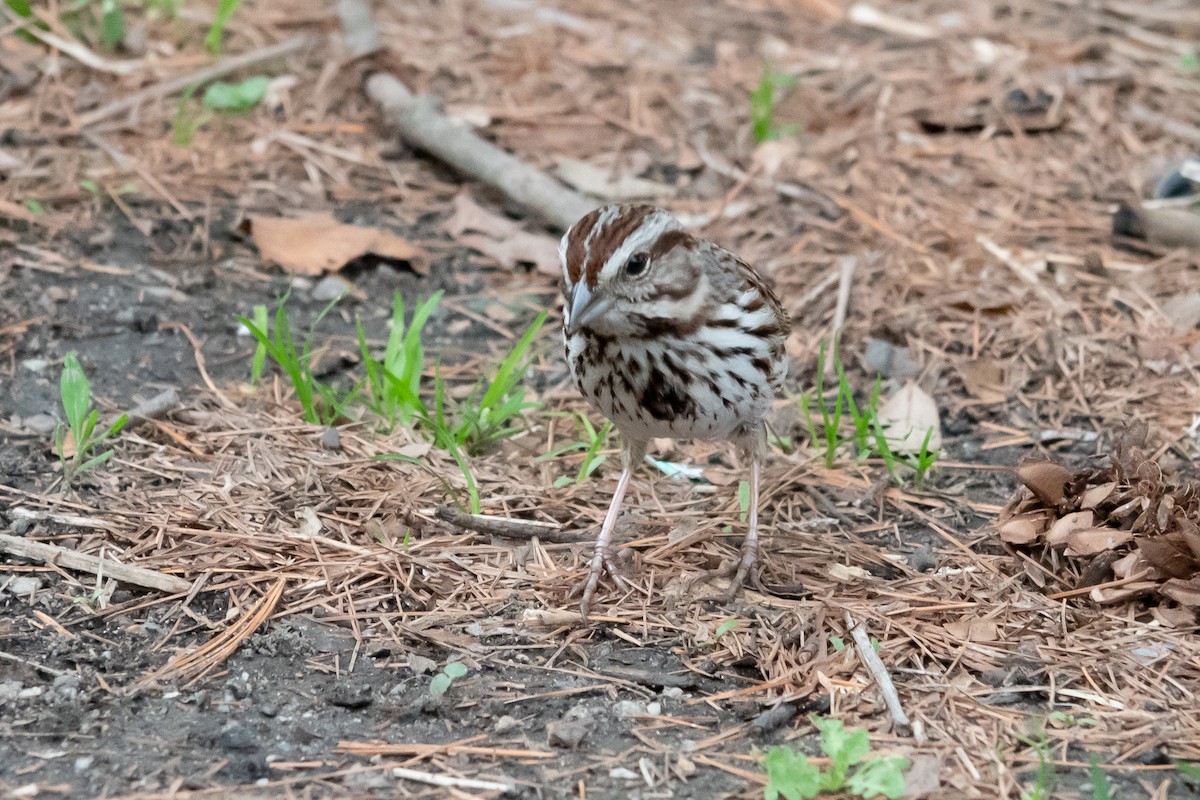 Song Sparrow - ML633233076