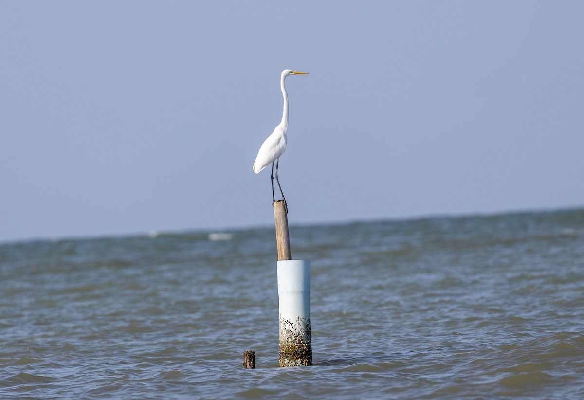Great Egret - ML633233220