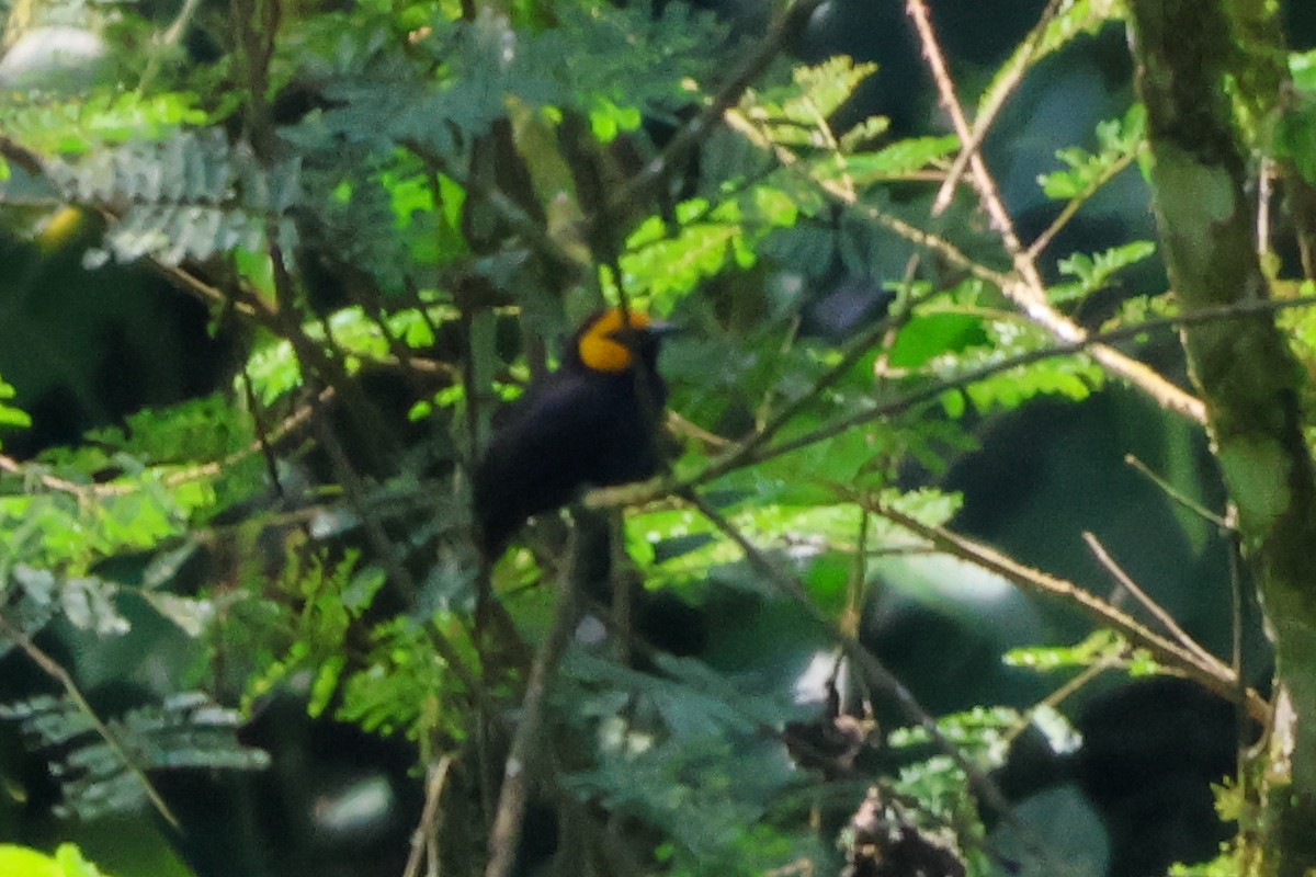 Black-billed Weaver - ML633233406