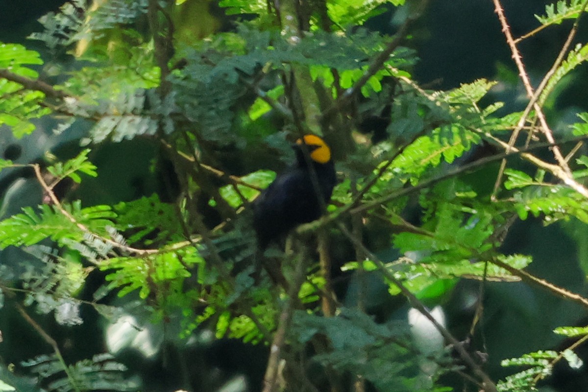 Black-billed Weaver - ML633233407