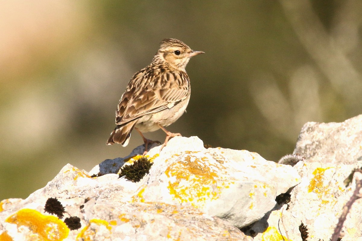 Wood Lark - ML633233453