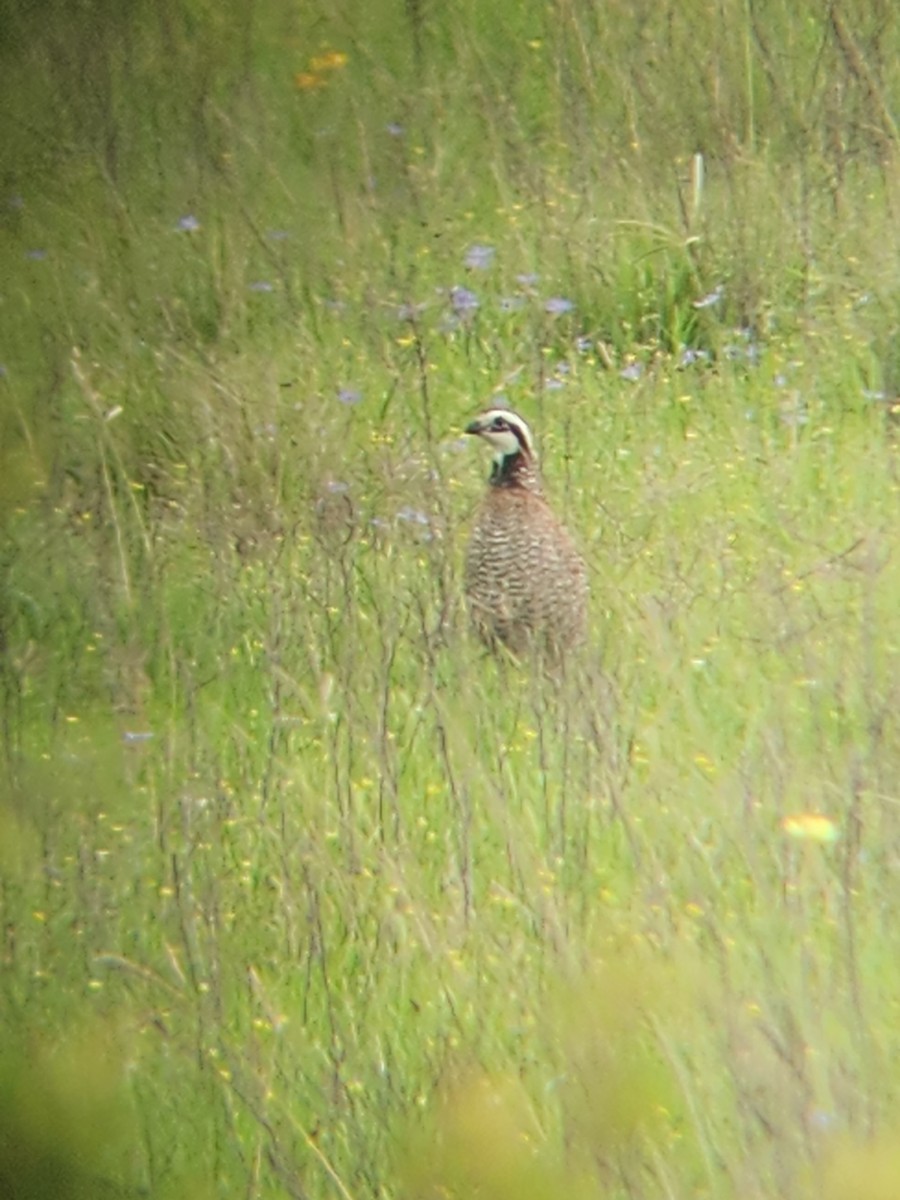Northern Bobwhite - ML633233585