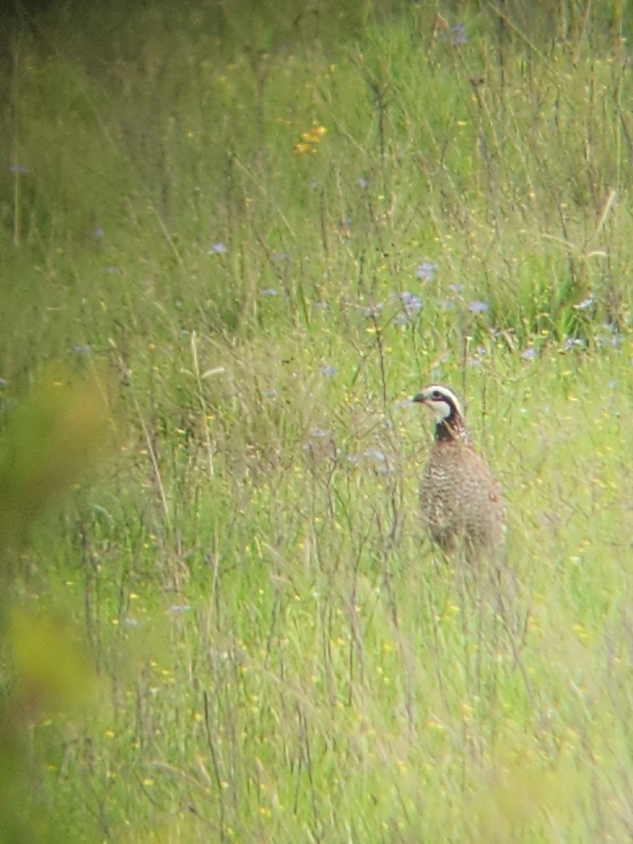Northern Bobwhite - ML633233586