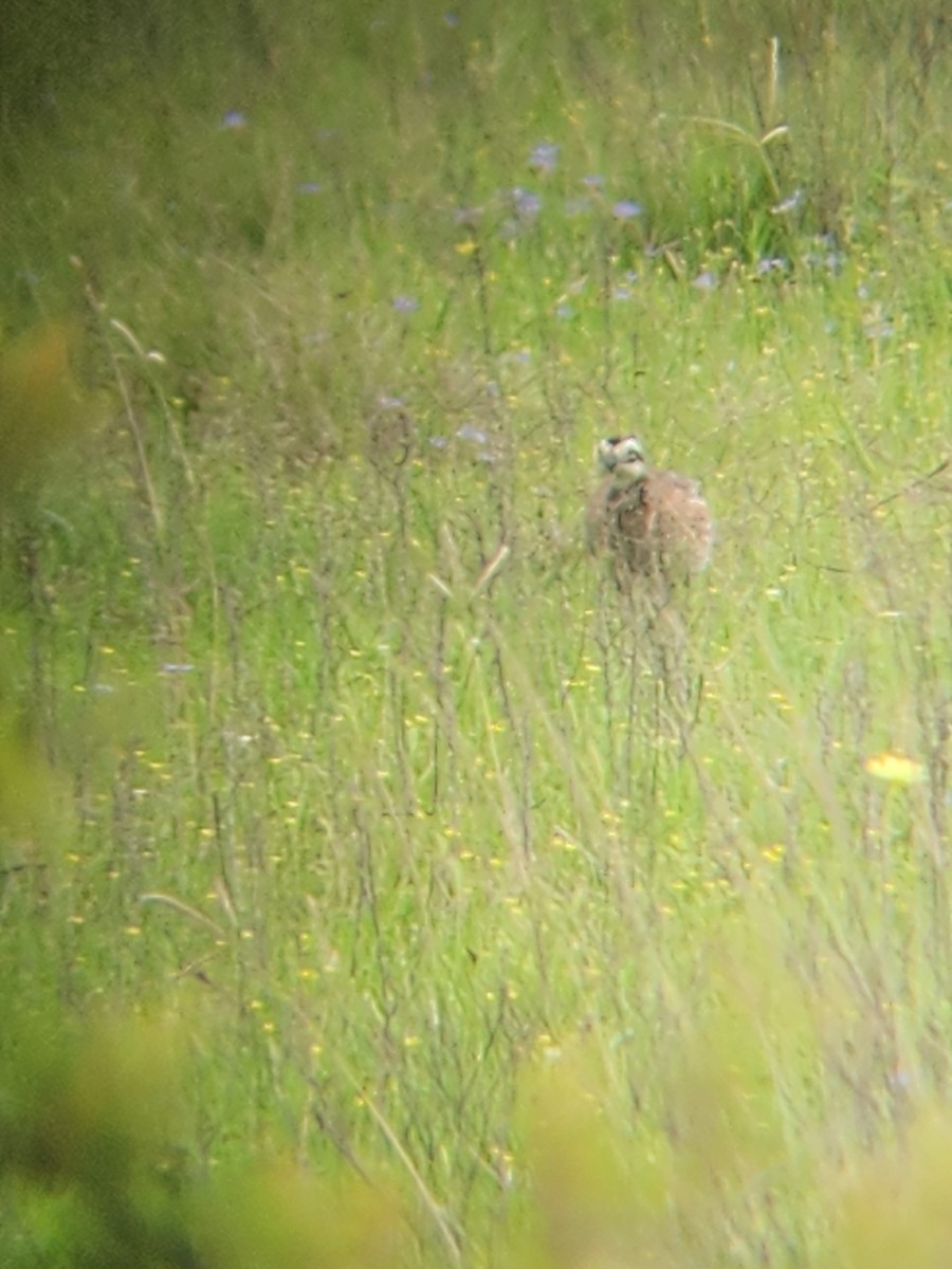 Northern Bobwhite - ML633233587