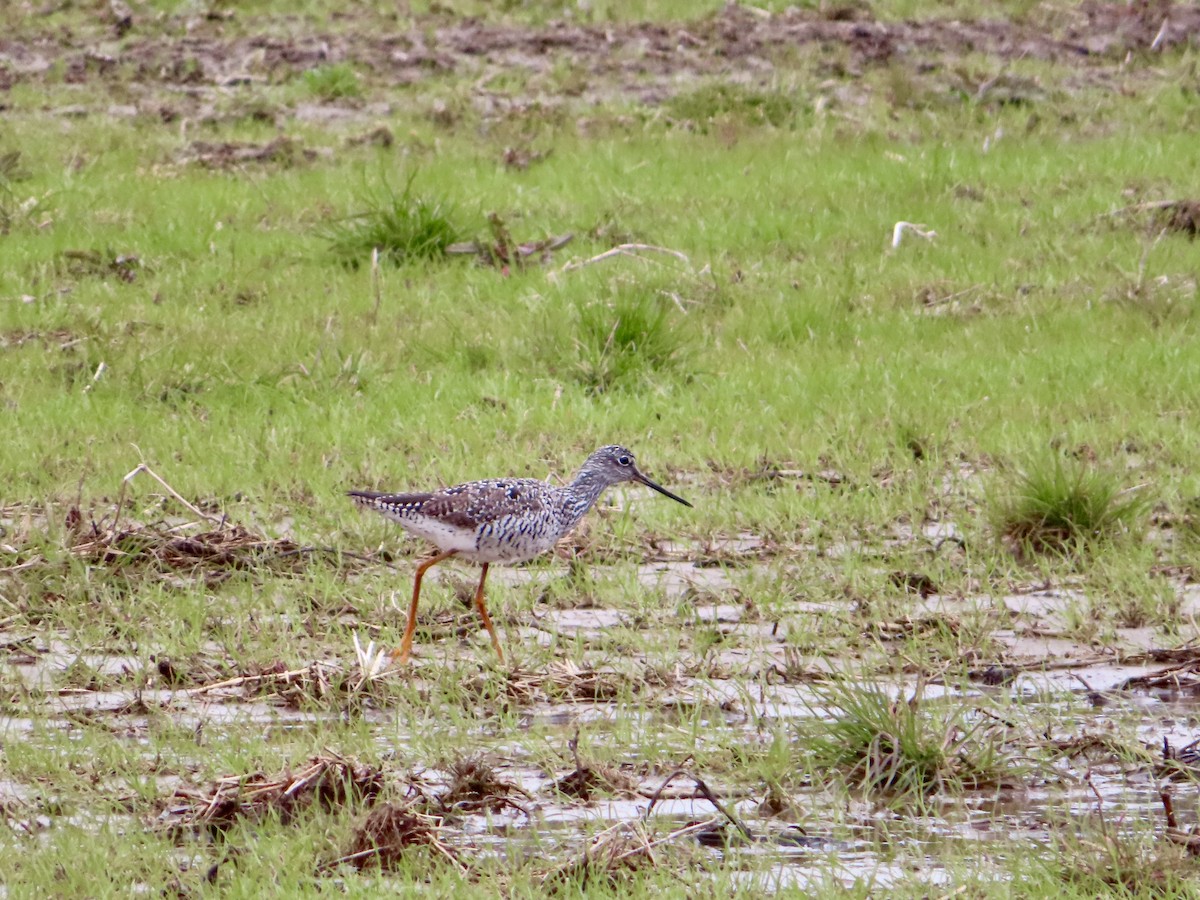 Greater Yellowlegs - ML633233609