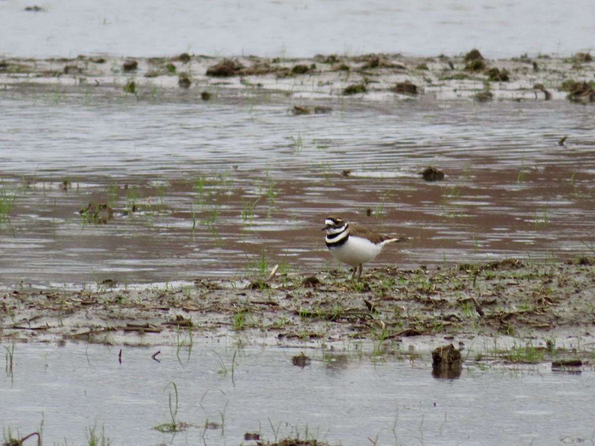 Killdeer - ML633233651