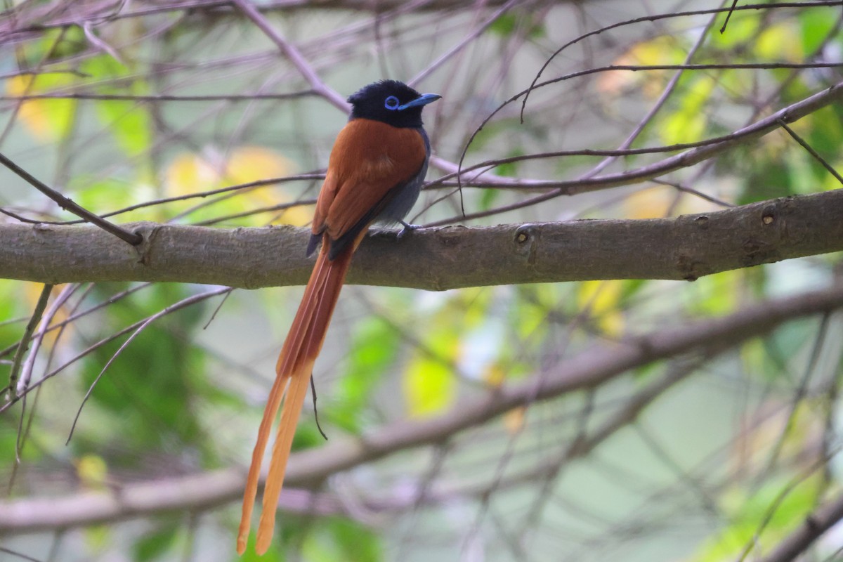 African Paradise-Flycatcher - ML633233653