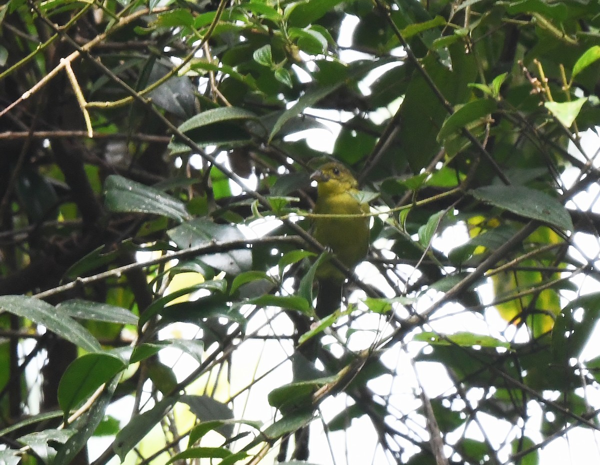 Yellow-lored Tanager - ML633233726