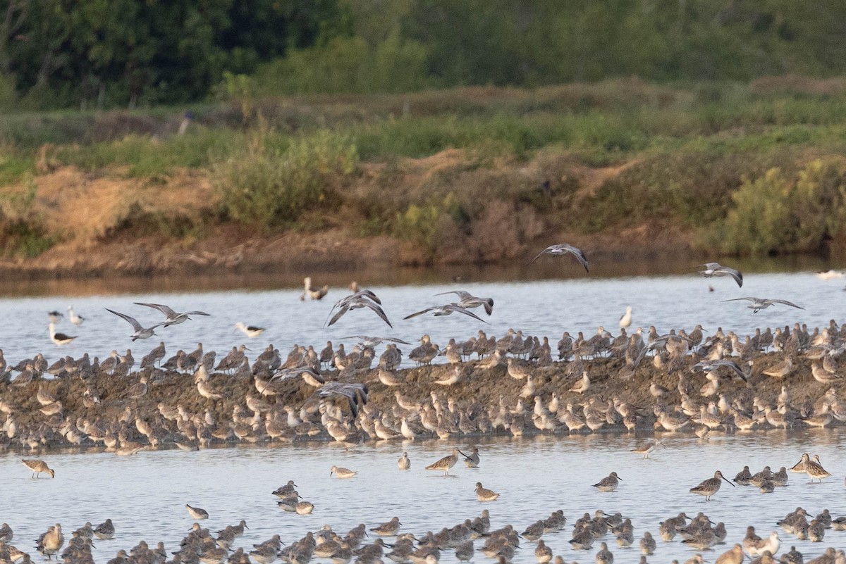 Great Knot - ML633233796