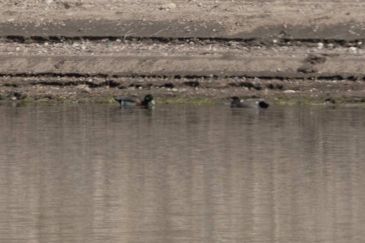 Hybride Canard d'Amérique x C. colvert - ML633233816