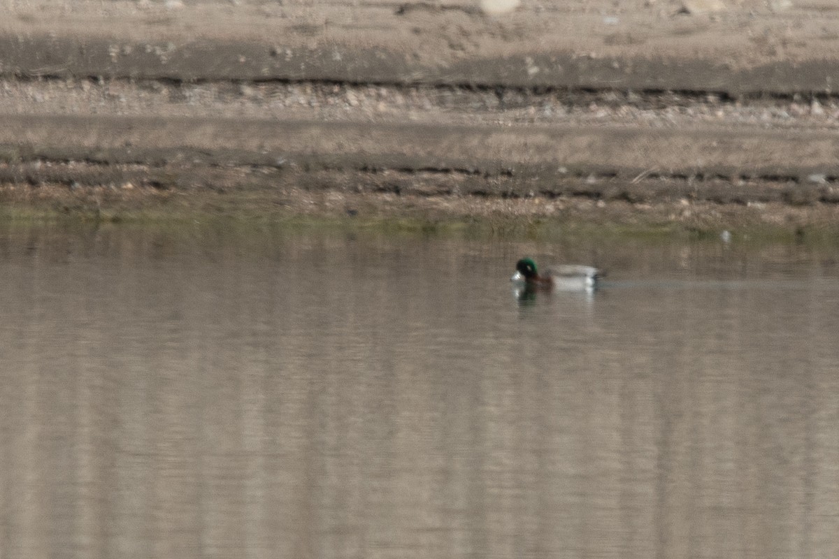 Hybride Canard d'Amérique x C. colvert - ML633233817