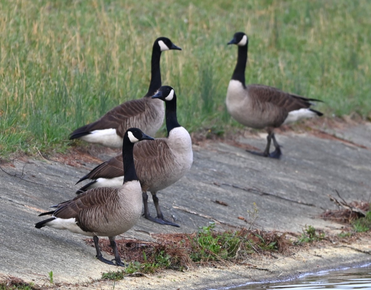 Canada Goose - ML633233924