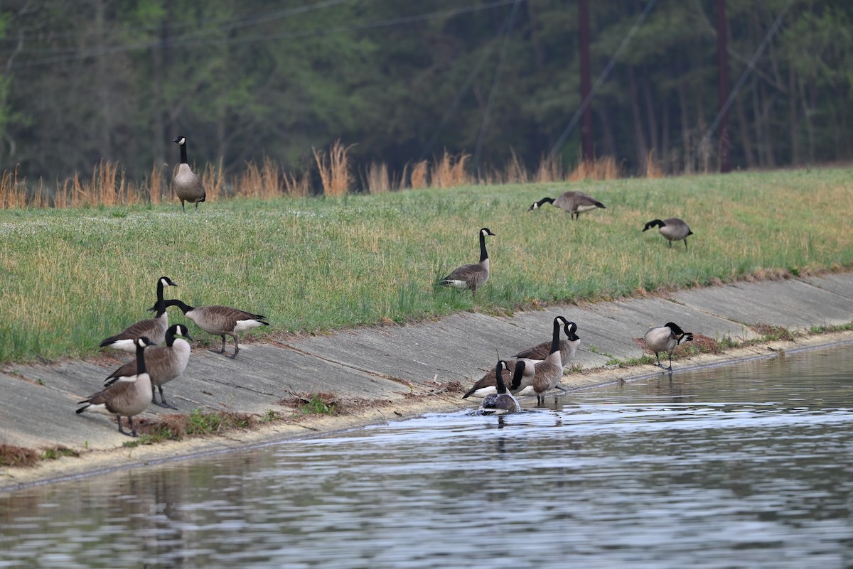 Canada Goose - ML633233931