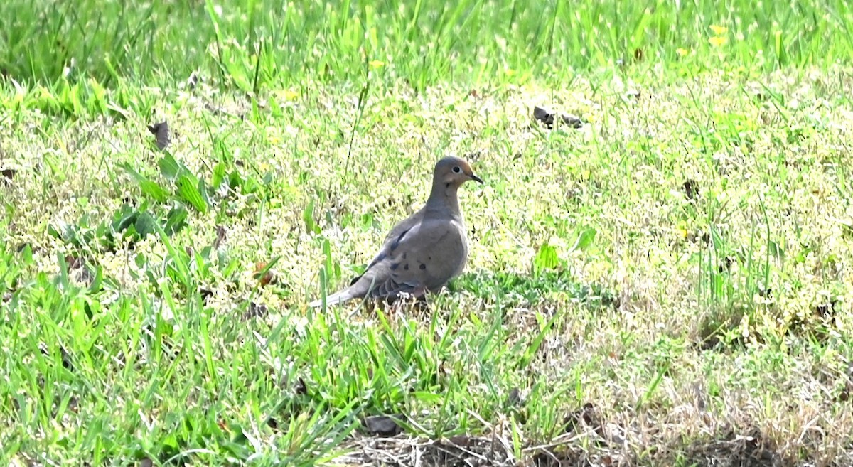 Mourning Dove - ML633233945