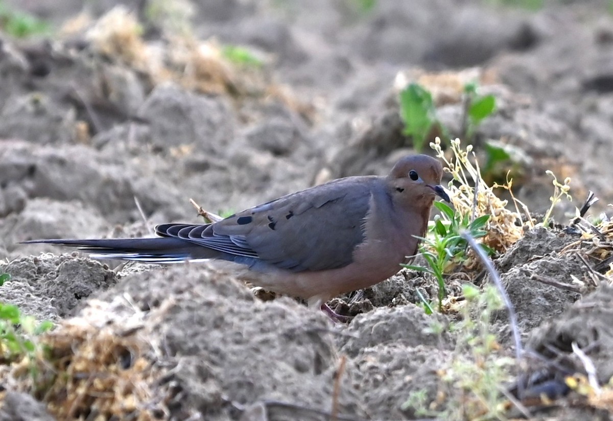 Mourning Dove - ML633233954