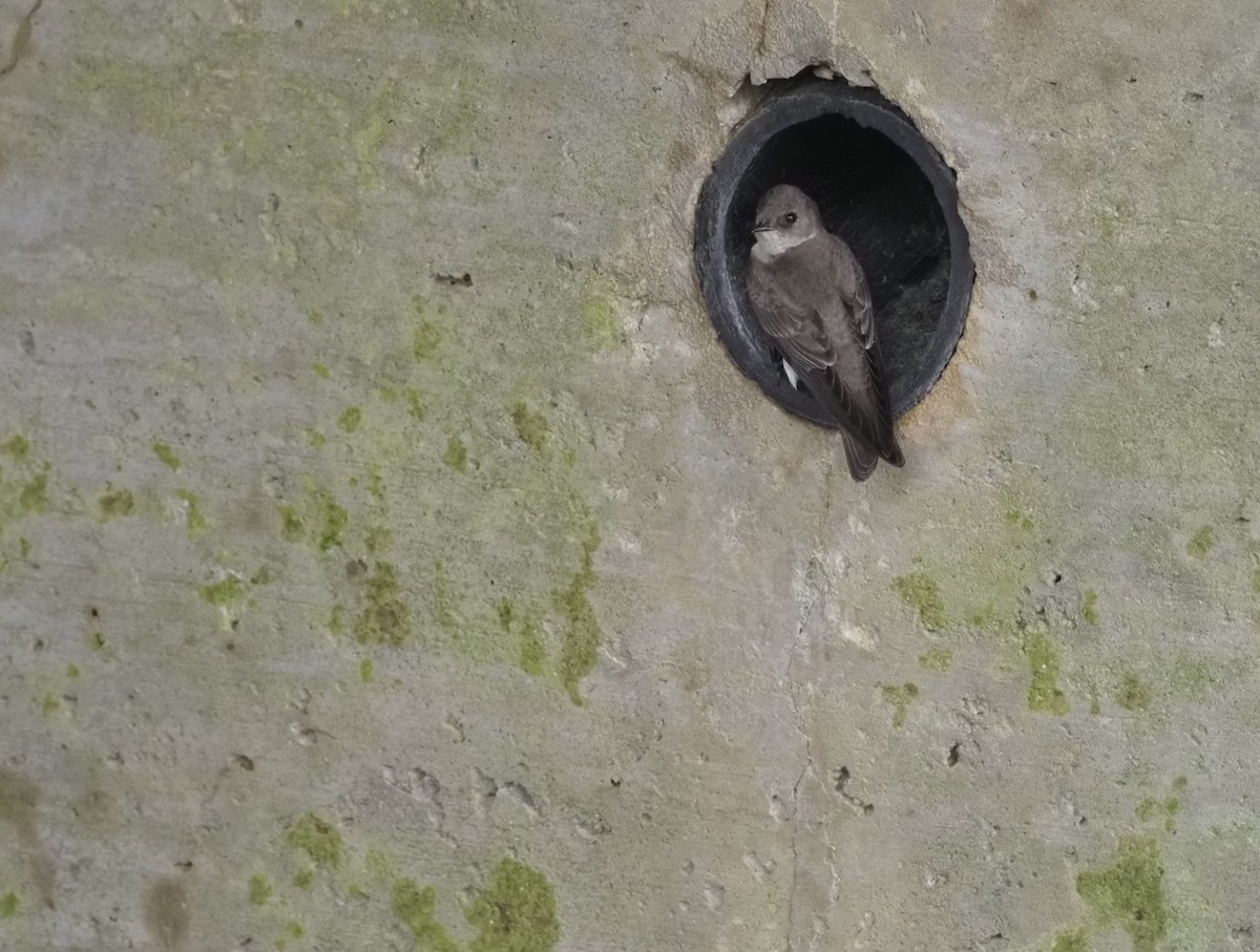 Northern Rough-winged Swallow - ML633233958