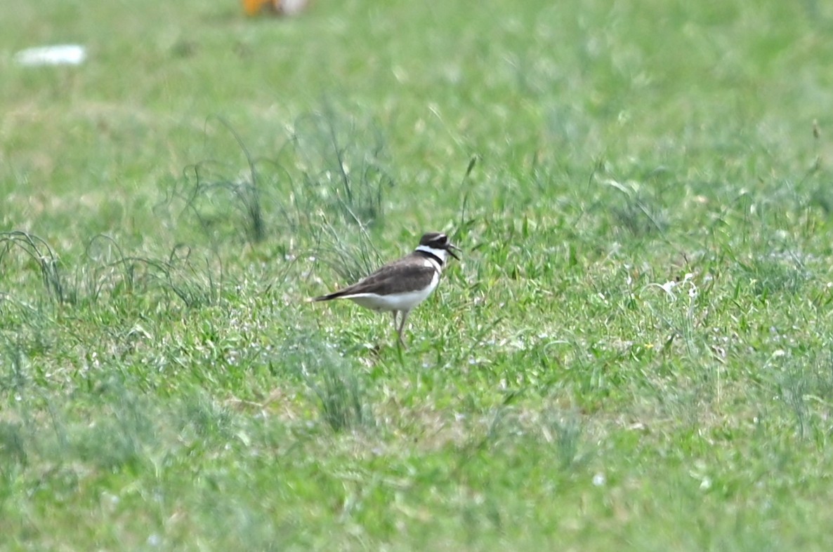 Killdeer - ML633233962