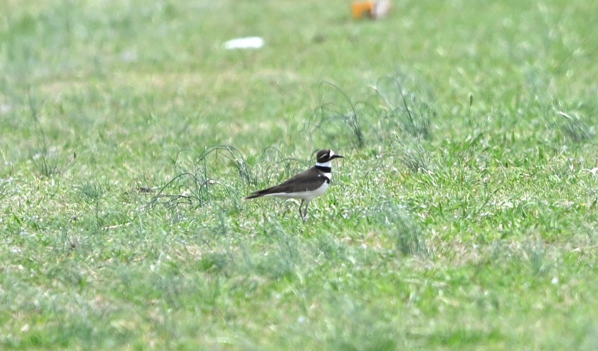 Killdeer - ML633233977