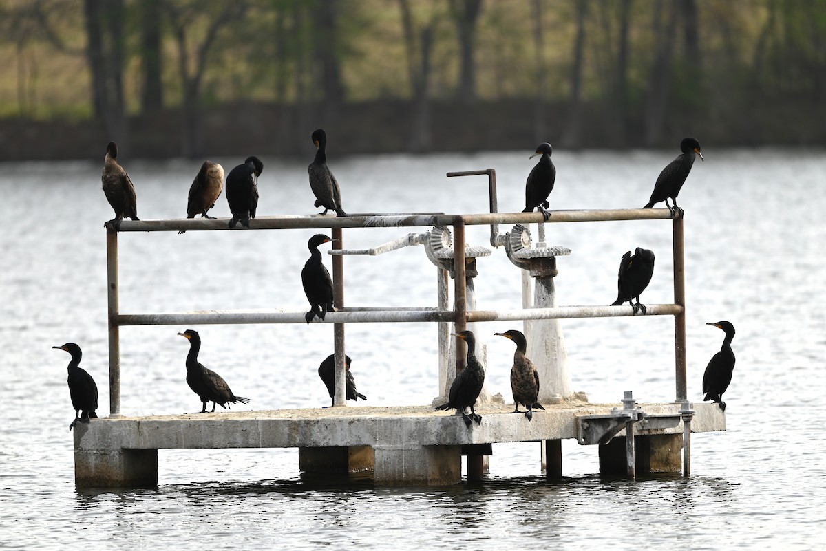 Double-crested Cormorant - ML633233995