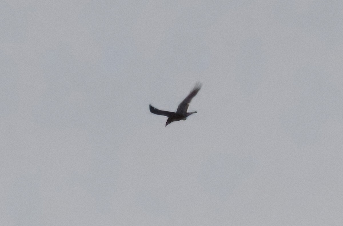 Common Raven - ML633234002