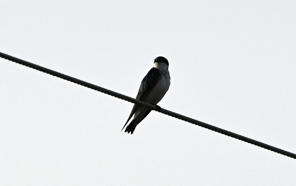 Tree Swallow - ML633234006