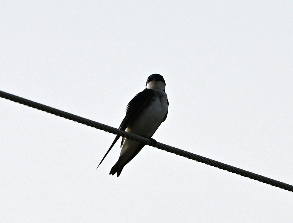 Tree Swallow - ML633234029