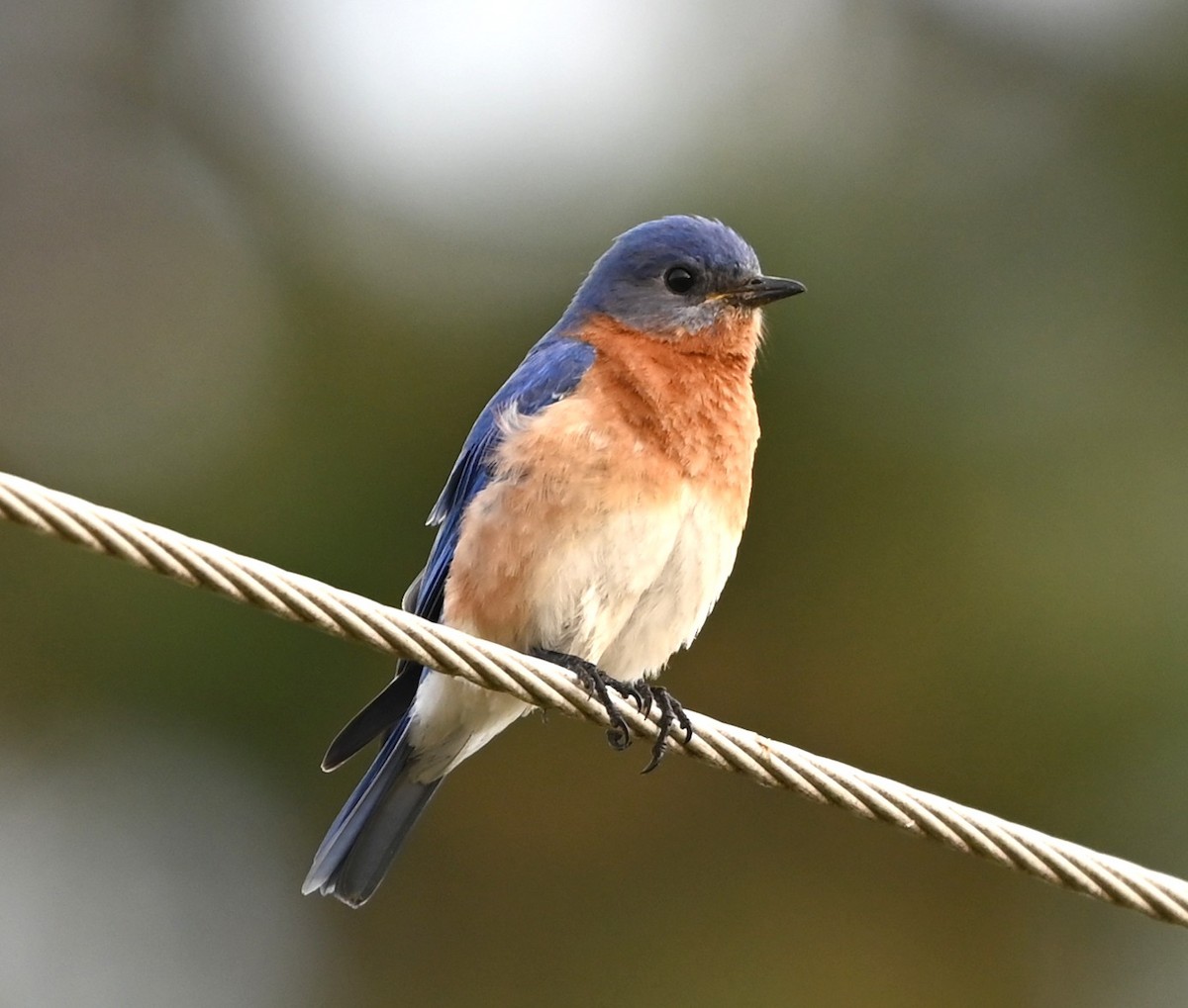 Eastern Bluebird - ML633234045